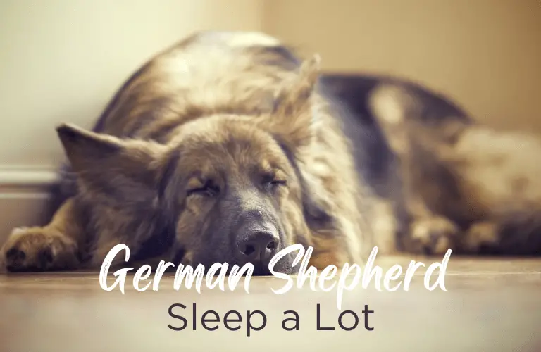 Do German Shepherds Sleep a Lot [5 Reasons]: Experts Explained