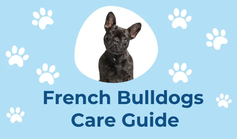 French Bulldogs: Complete Care Guide
