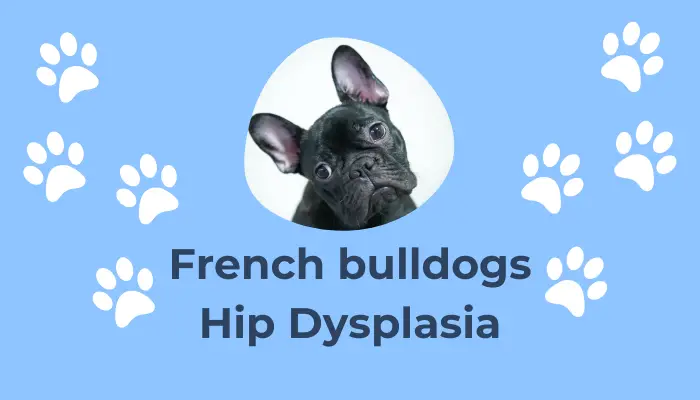 French bulldogs Hip Dysplasia