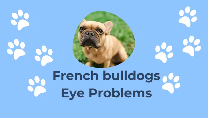 French bulldogs eye problems