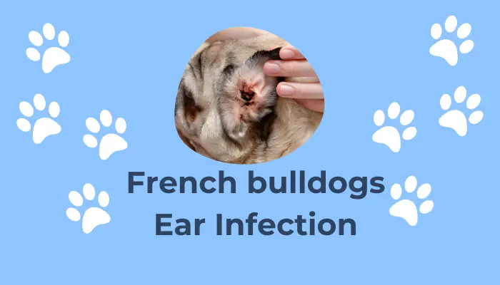 French Bulldog Ear Infection: An In-depth Care Guide