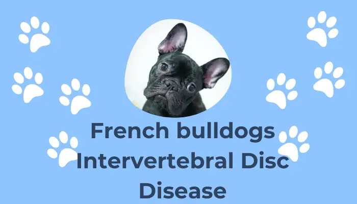 French bulldogs Intervertebral Disc Disease